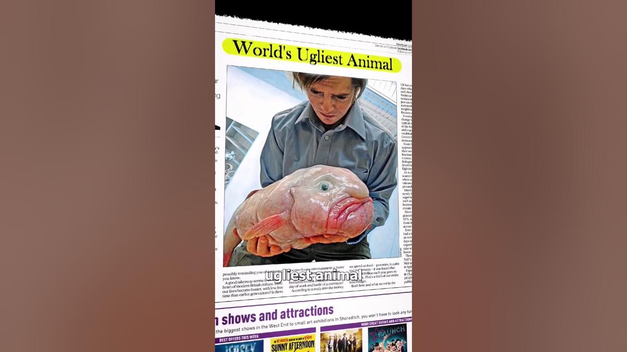 Blobfish 🐠 The Ugliest Animal In The World #animals #animalplanet #ug, Blob  Fish