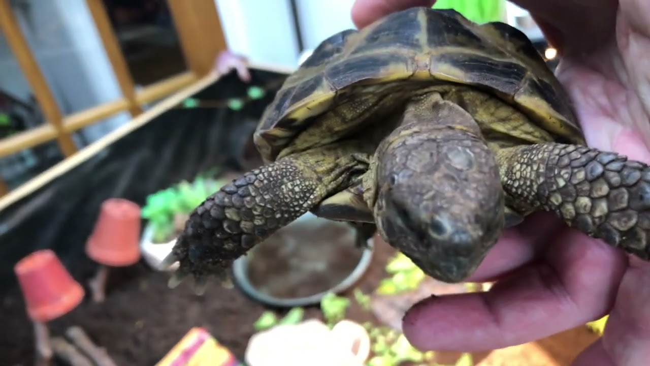 Ted the Tortoise getting into a spot of bother...again!!! 