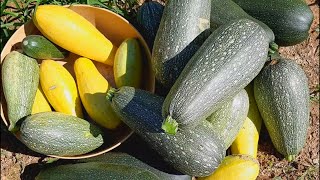 Mi Primer Cosecha de Squash, Zucchini, Pipianes, Calabaza