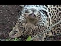 SafariLive - The story of Male leopard Hosana!