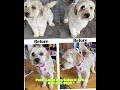 Joyful Doggy Haircut &amp; Bath