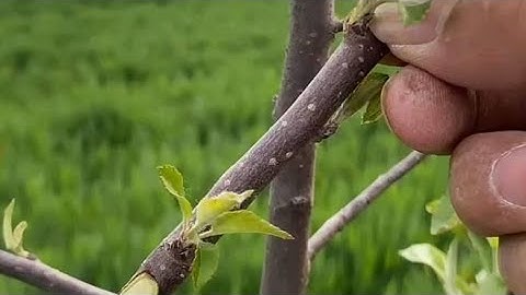 苹果树嫁接技术分享，掌握好技术要点，嫁接其实很简单