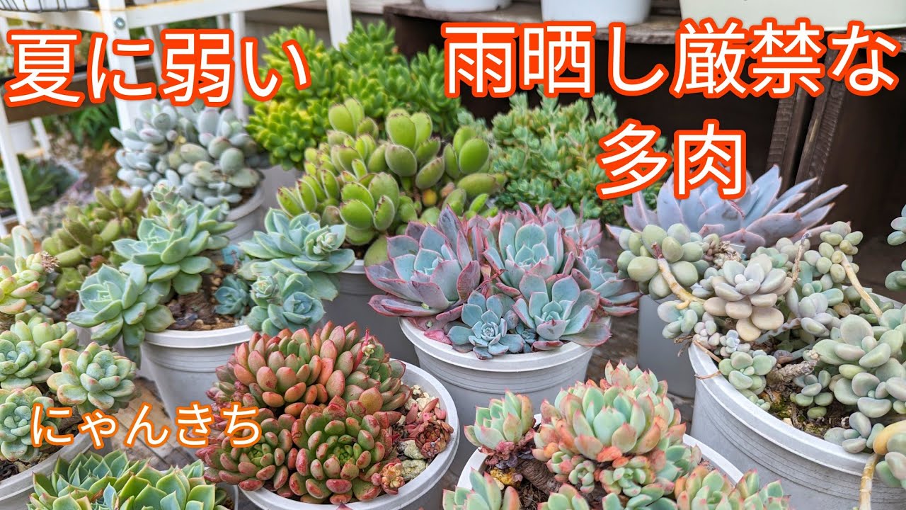 多肉植物】夏に弱い、雨晒し厳禁な多肉☔ - YouTube