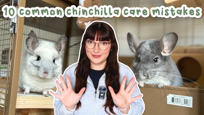 Top Mistakes New Chinchilla Owners Make: Avoid Costly Errors Now