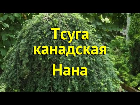Тсуга канадская канадская Нана. Краткий обзор, описание характеристик tsuga canadensis nana Нана