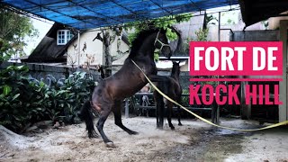 KEPERK4S4AN KUDA FORT DE KOCK HILL‼️ KUDA THOROUGHBRED ASLI AUSTRALIA || KOTA BUKITTINGGI KEPERK4S4AN KUDA FORT DE KOCK HILL‼️ KUDA THOROUGHBRED ASLI AUSTRALIA || KOTA BUKITTINGGI