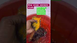 Hurry up book now #aquarium #megaquarium #exoticaquariumfish #fishtank