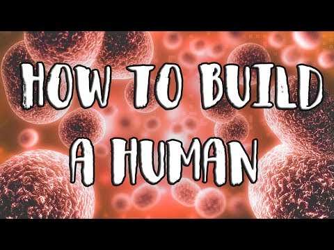 Hvordan bygge et menneske