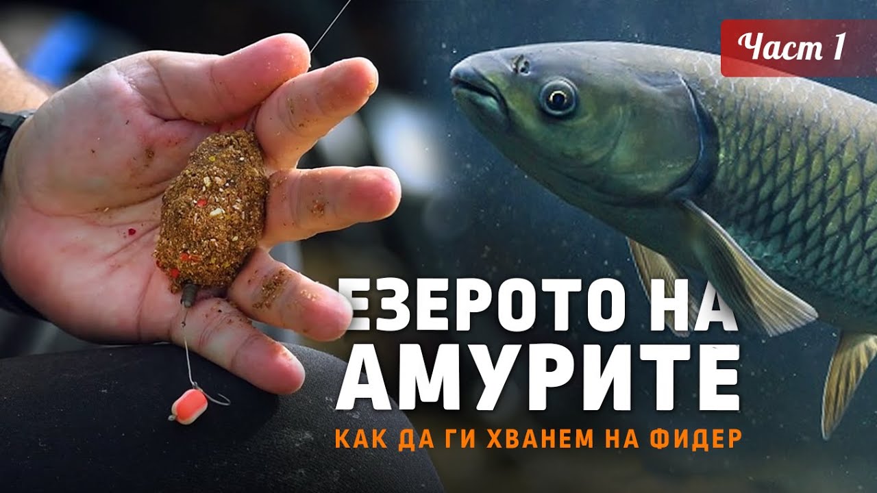 Езерото на АМУРИТЕ / Как да хванем много амури на фидер?... 1 част