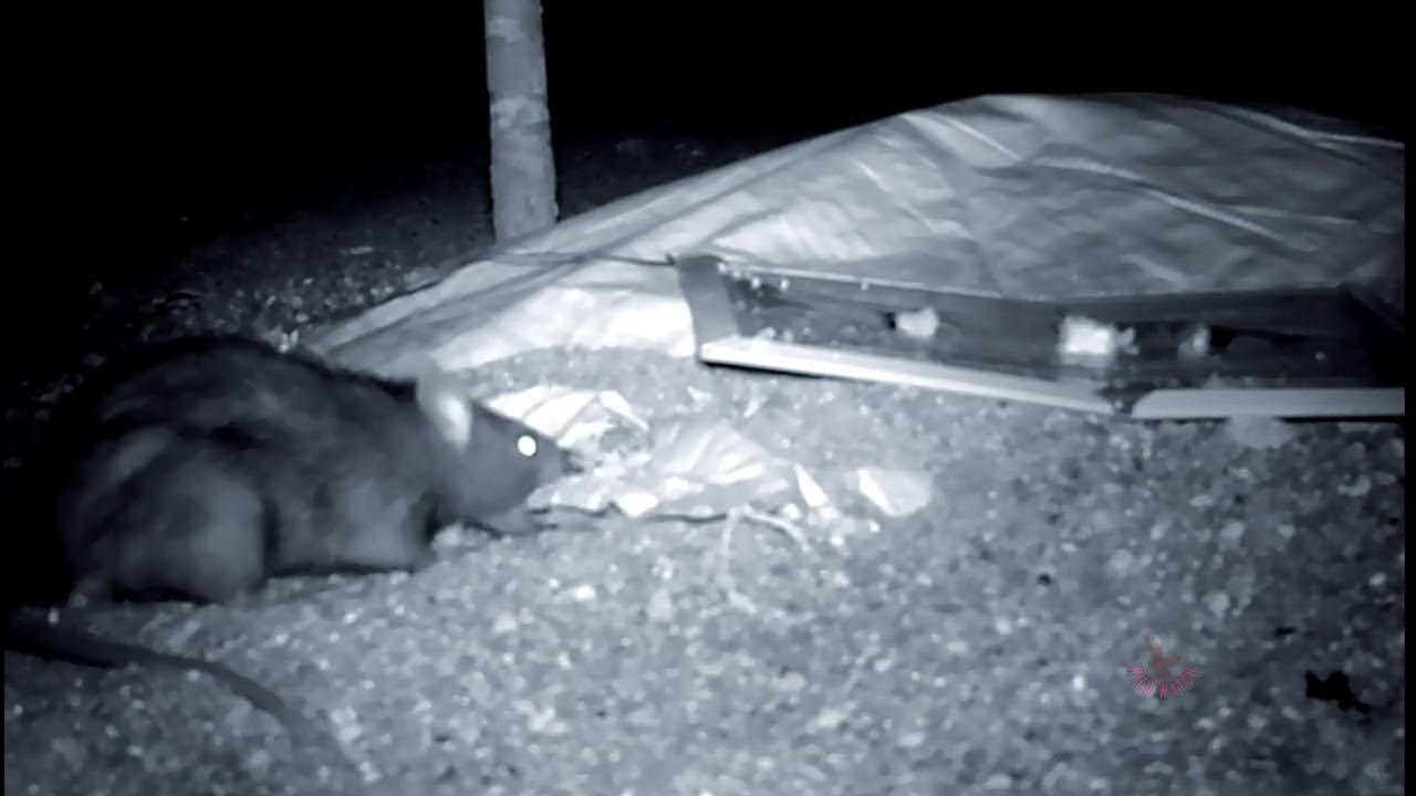 Rat Invades Home and Starts Eating Bag of Compost/ Huge Rat / Night
