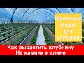 Как сделать идеальные грядки для клубники.Как вырастить Клубнику на камнях и глине