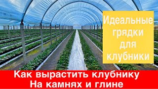 видео: Как сделать идеальные грядки для клубники.Как вырастить Клубнику на камнях и глине картинка: Как сделать идеальные грядки для клубники.Как вырастить Клубнику на камнях и глине