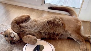 Messi the cougar and the robot vacuum cleaner fight! Big cat trolls the little vacuum cleaner.