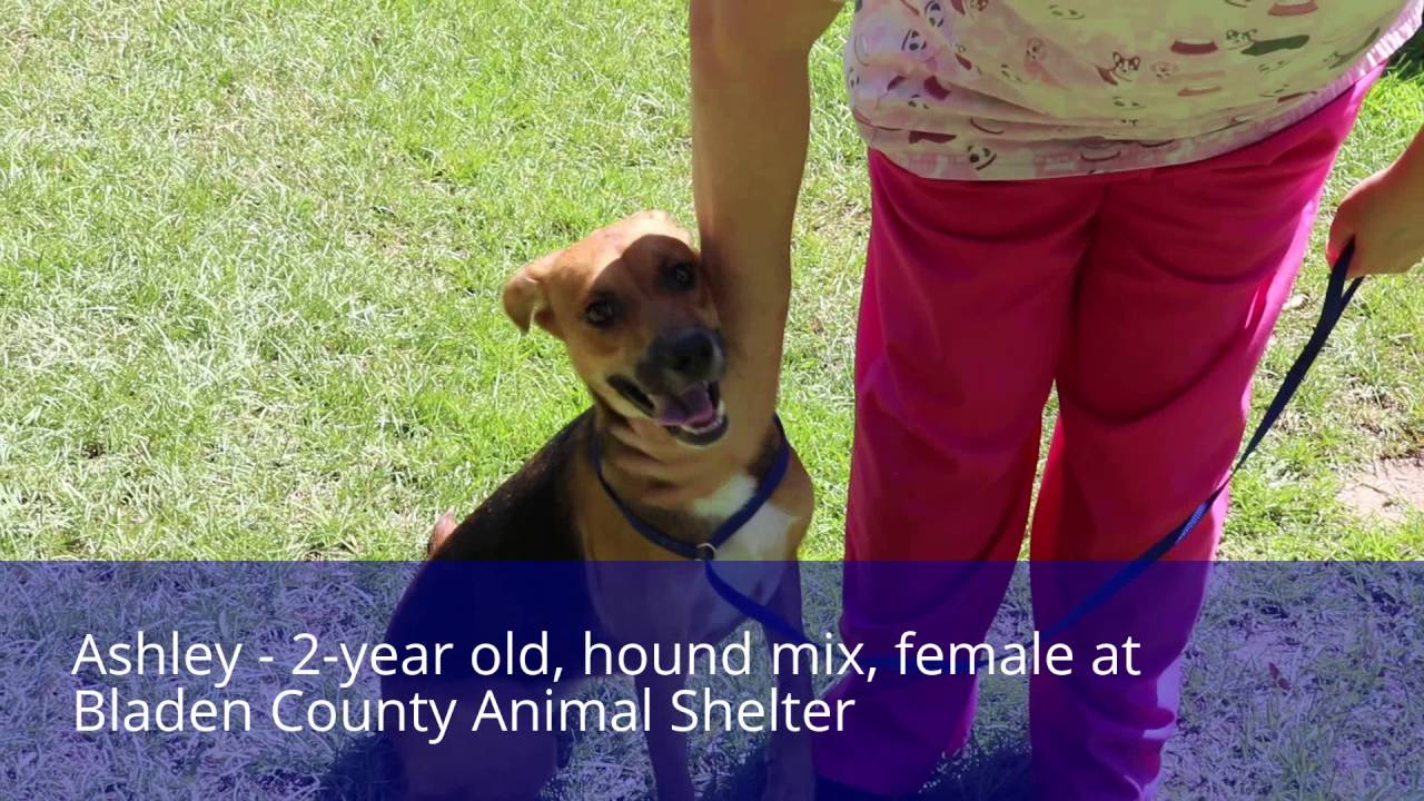 Bladen County Animal Shelter Pet of the week for August 8th YouTube