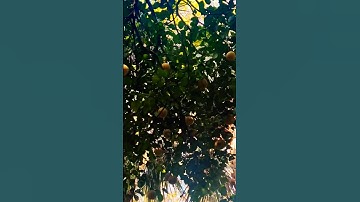 Grapefruit trees, growing in the wild !!!￼