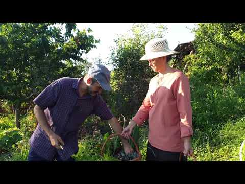 Video: Organice Pentru Grădină