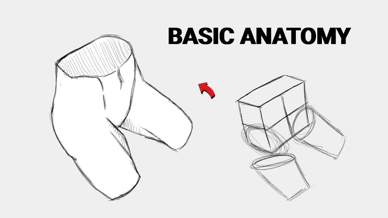 Basic ANATOMY Drawing For Beginners - YouTube