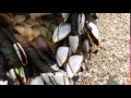 Goose Barnacles - Lepas anatifera