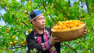 Harvesting a Lot of Apricots & Traditional Apricots Soaked Recipe, Live with Nature Patly Farm Life