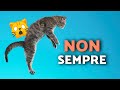 I GATTI ATTERRANO sempre in PIEDI? 😺😳😼 La VERITÀ sul riflesso di raddrizzamento