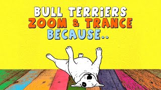 Amazing Bull Terrier Traits ! Explained !