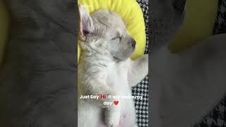 Just Say Hi To Me  short