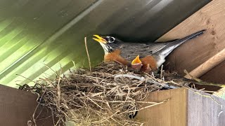 American Robins Nest and Feeding