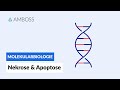 Zelltod durch Nekrose oder Apoptose - Biochemie - Physiologie - AMBOSS Video