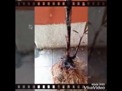 Palmeira raphia sendo recuperada, - YouTube
