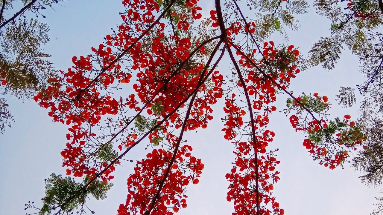 Siris flower || Beauty lies on the eyes of beholder ||