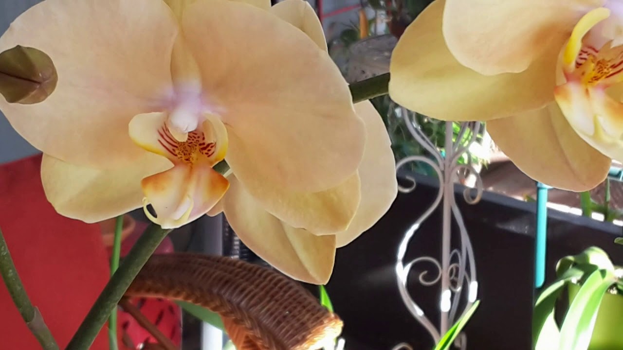 Tagged on Orchids I want but can't grow - YouTube