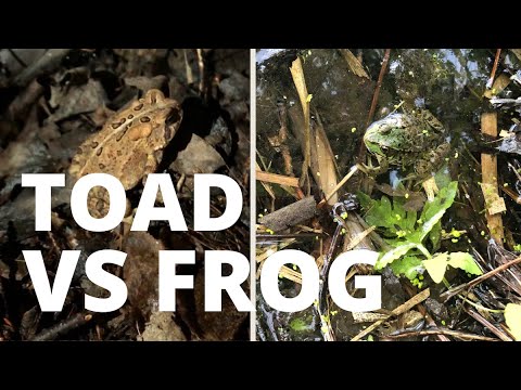 Video: Postarejte Se O žáby A Ropuchy, Pokud Nejste Slabí