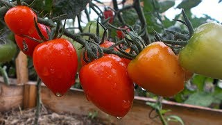 Томат сорт &quot;Tomatoberry&quot;