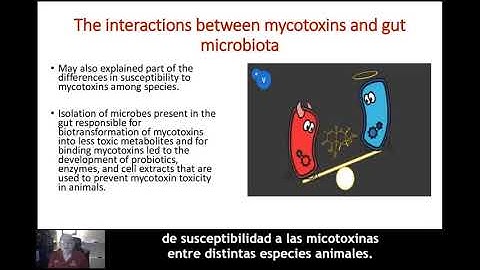Bio-inactivate mycotoxins with the help of the host and the microbiota - MycoInfo 5/5 (SP)