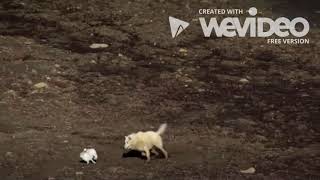 The Natural Selection of Cute and Fuzzy Bunnies