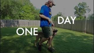 French Ringsport Decoy Training