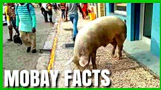 Facts You Probably Didn't Know | Jamaica Vlog | Montego Bay Travel Guide | Montego Bay Jamaica ??