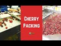 Cherry Packing: What Happens to Cherries After they are Harvested