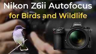 Nikon Z6ii - Autofocus Guide for Wildlife and Bird Photography