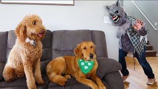 Dogs Reaction To Wolf Mask!