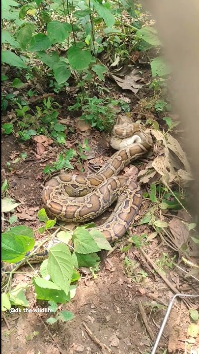 python vomiting in emergency part-2#snakeresque#viralvideo#viralshort# ...