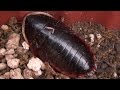 気持ち悪い巨大ゴキブリ　サツマゴキブリGiant cockroach जापान में विशालकाय तिलचट्टा