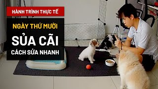 [Ngày 10|30] Sửa tật sủa cãi/trả treo + Ôn bài ngoan | Hướng dẫn thực tế BossDog