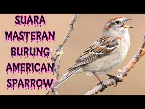 download-suara-masteran-burung-american-sparrow-full-hd
