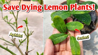 SAVE Your Dying Lemon Plant - Lemon Plant Care Tips You Must Know!