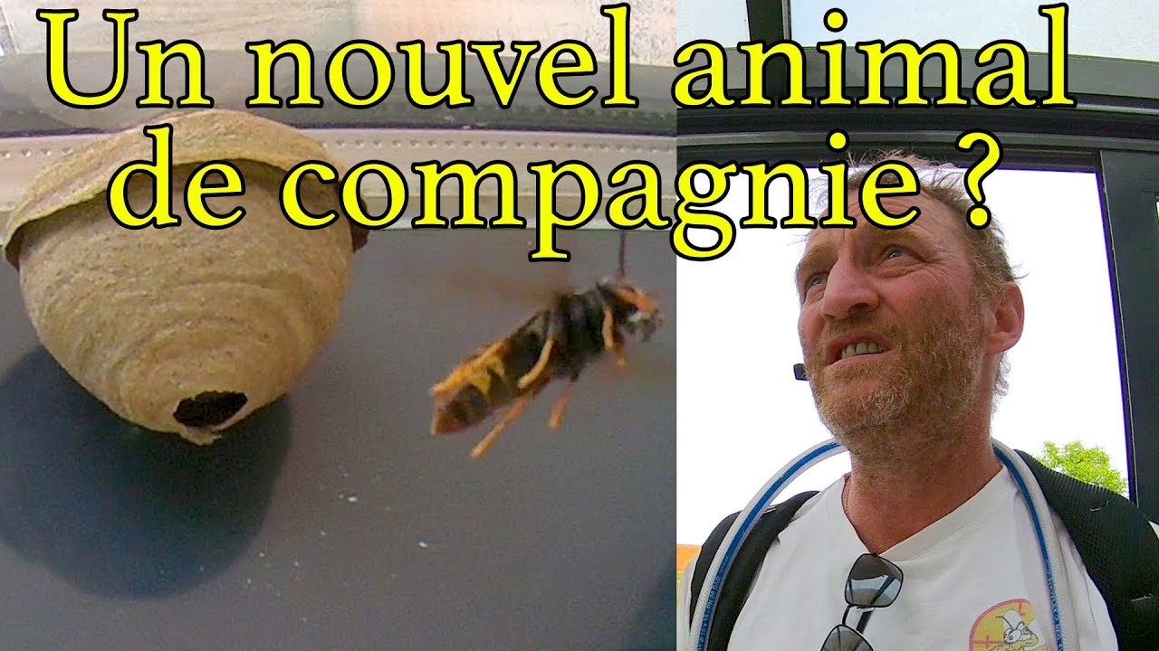 Un nouvel animal de compagnie ? YouTube