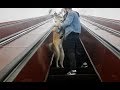 FUNNY! How dog akita is afraid to climb an escalator in metro