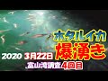 【ホタルイカ情報2020】初の爆湧き体験！3月22日午前。