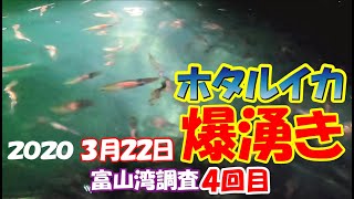 【ホタルイカ情報2020】初の爆湧き体験！3月22日午前。