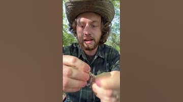 Making a rawhide bowstring part 2 #outdoors #bushcraft #primitive #survival #camping #archery